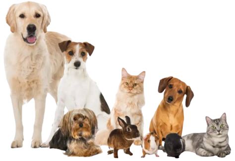instant pet insurance